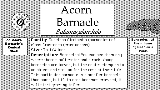 Acorn_Barnacle