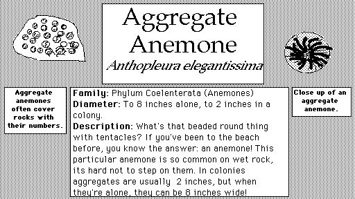 Aggregate_Anemone
