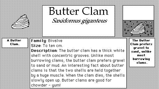 Butter_Clam