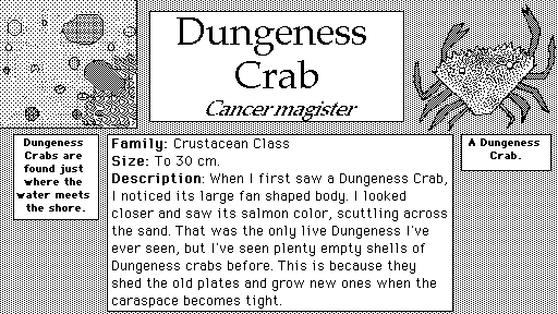 Dungeness_Crab