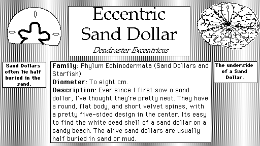 Eccentric_Sand_Dollar