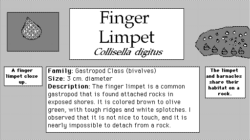 Finger_Limpet