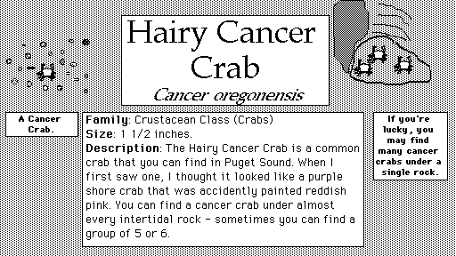 Hairy_Cancer_Crab