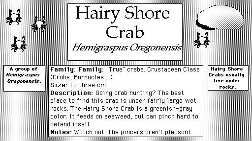 Hairy_Shore_Crab