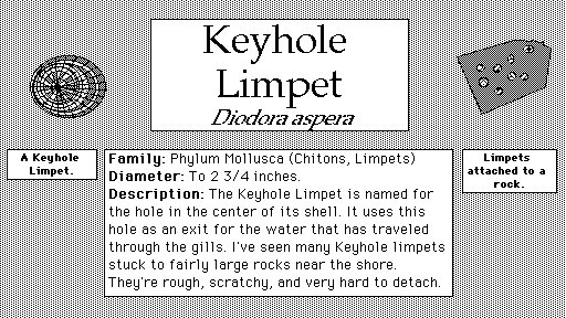 Keyhole_Limpet