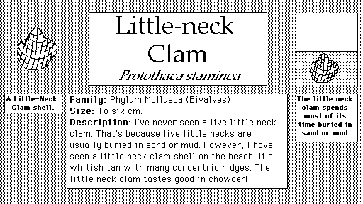Little_Neck_Clam