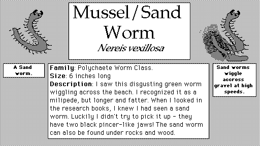 Mussel_Sand_Worm