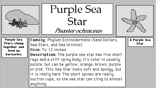 Purple_Sea_Star