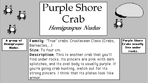 Purple_Shore_Crab